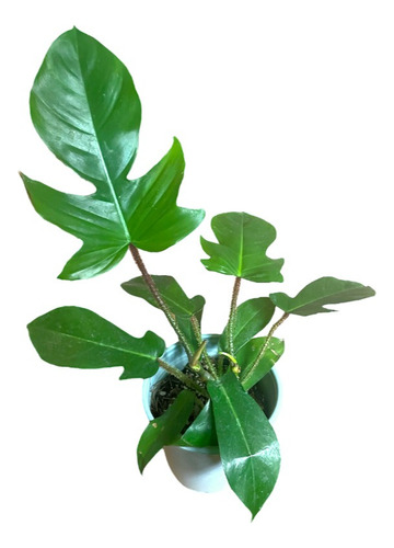 Philodendron Squamiferum Mediano | Filodendro Exótico