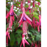 Aljaba (fuchsia Magellanica) - Hermosa Planta Nativa