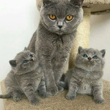 Filhotes Fofos De British Shorthair 