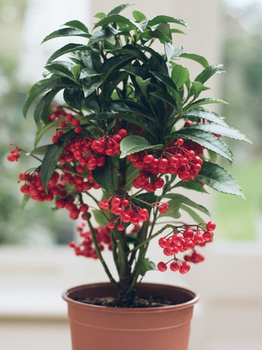 Ardisia Crenata (bonsai) 