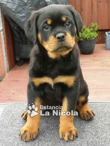 Cachorros Rottweiler 19