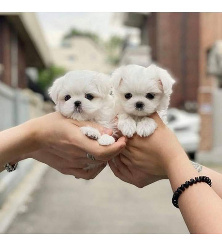 Bichon Maltés Tea Cup