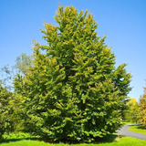 Haya Verde Árbol Ornamental Fagus Sylvatica Xl Grande 2,5 M