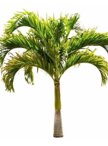 Palmeira Solitária, Ptychosperma Elegans - Mudas 70cm