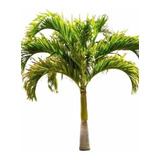Palmeira Solitária, Ptychosperma Elegans - Mudas 70cm