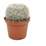 Cactus De Colección