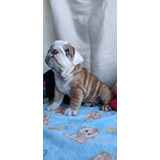 Cachorra Bulldog Ingles