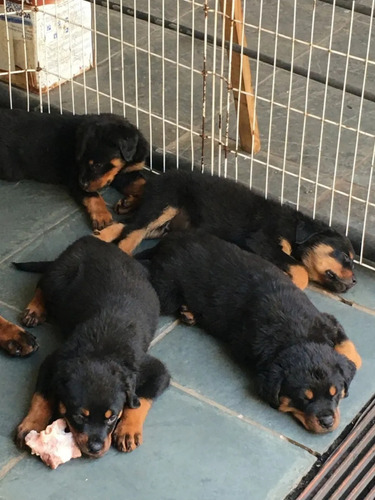 Lindos Filhotes De Rottwailer Puros.