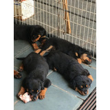 Lindos Filhotes De Rottwailer Puros.