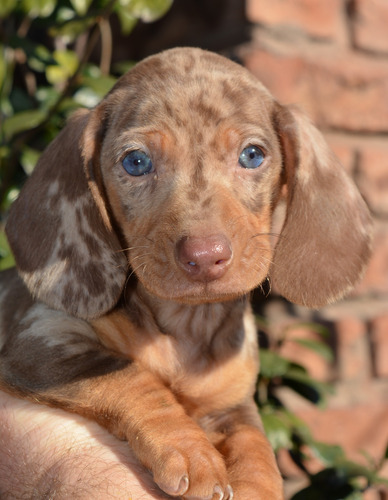 Cachorros Arlequines Salchichas Mini 