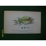 Insecto  Phyllium Siccifolia  Grabado Coloreado A Mano 1833