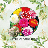 Combo De Aminoácidos Concentrado Dalia Decorativa