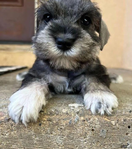 Cachorros Schnauzer 