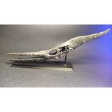 Cráneo De Pteranodon 30cm Esc. 1/6 Resina, Calidad De Museo