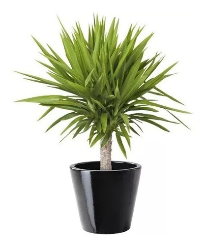10 Sementes Yucca Aloifolia Palmeira Planta Flor P/ Mudas Frete Rapido