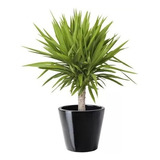 10 Sementes Yucca Aloifolia Palmeira Planta Flor P/ Mudas Frete Rapido