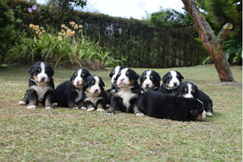 Bernes De La Montaña Cachorros 