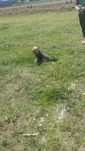 Hermoso Yorkie Macho, Padre Con Pedigree,  Aparta Con 5 Mil