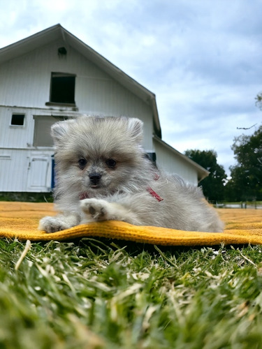 Cachorros Pomerania Colores Exóticos 