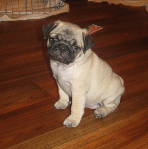 Preponderante Pug Hembra Criadero Saint Daniel 36