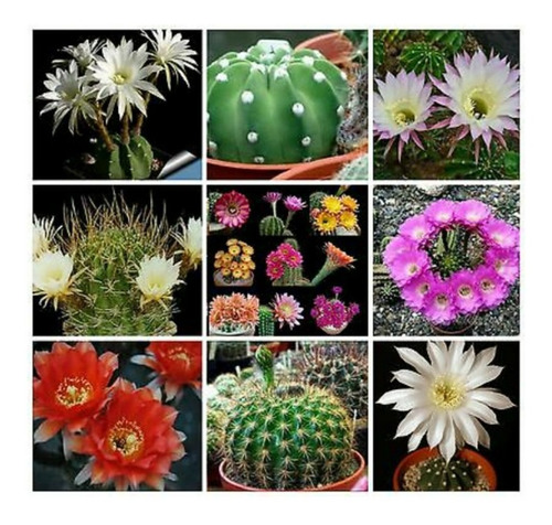 Semillas De Cactus Echinopsis Mix Especies Variadas Raras