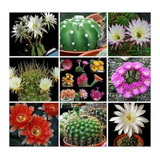 Semillas De Cactus Echinopsis Mix Especies Variadas Raras