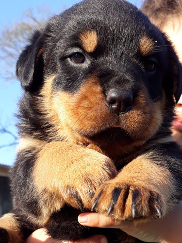 Filhote De Rottweiler 