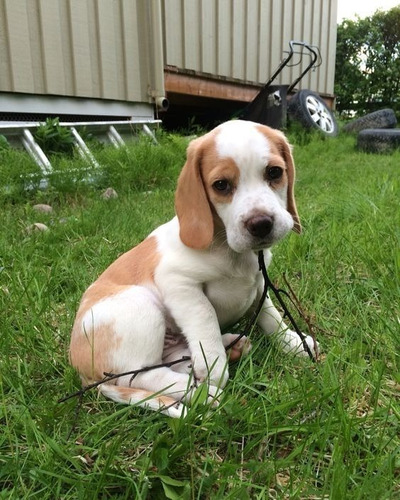 Cachorros Beagle Perros En Venta Medellín Cali Bogotá