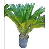 Palmera Cyca Revoluta 10 Lts- Naturaleza Activa