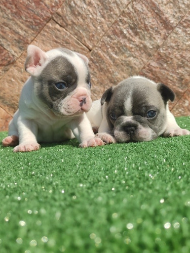 Bulldog Francês Blue Fwan. Pied Valor De Ocasião Meanber