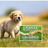 Golden Retriever Cachorros Autenticos 100% - Tambien Envios