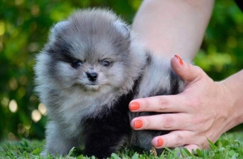 Pomerania  Hermosos