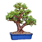 Bonsai Portulacaria Africana Com 6 Anos Já Fertilizada 