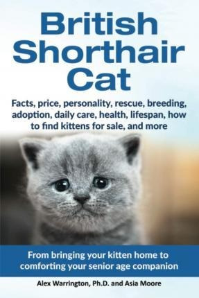 British Shorthair Cat : From Bringing Your Kitten Home To...