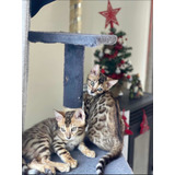 Gatitos Bengali, Bengals, Bengala