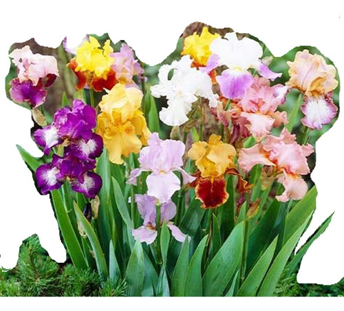 Bulbo Pack 3 Iris Germanica Colores Especiales Oferta+flete