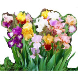 Bulbo Pack 3 Iris Germanica Colores Especiales Oferta+flete