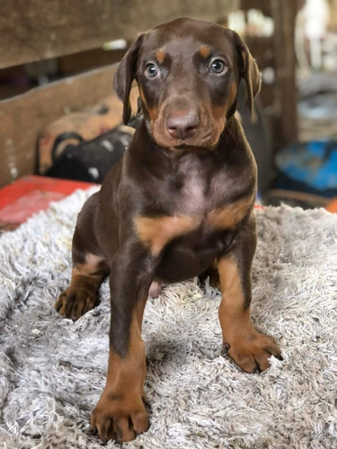 Cachorros Doberman En Venta Oferta