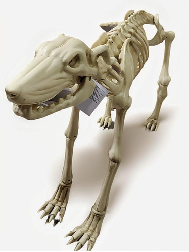 Esqueleto De Perro Día De Muertos Y Halloween 