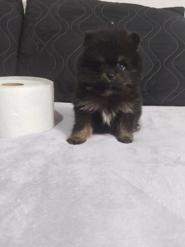 Cachorr@s Pomerania   Machos Y Hembras Y Shitzu Solo 2 Macho | MercadoLibre
