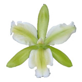 Planta Orquídea Cattleya Leopoldii Alba Trilabelo Adulta