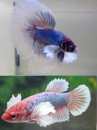 Peixe Betta De Linhagem Dumbo Longtail Casal 