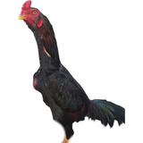 Gallo Shamo 