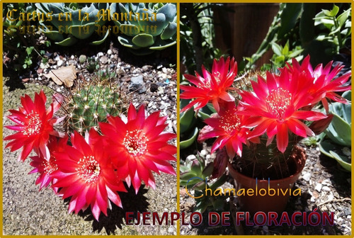 Chamaelobivia - Cactus 10cm - Cultivado En 3pulgadas