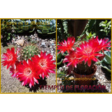 Chamaelobivia - Cactus 10cm - Cultivado En 3pulgadas