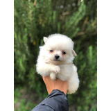 Cachorros Pomsky Puppy Ponskyperros Cachorrito Blanco