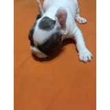 Bulldog Francés Gen Blu Macho