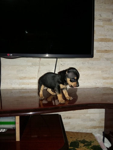 Pinscher A Pronta Entrega Entrega 