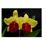 Promoção Orquídea Cattleya Alma Kee !!!