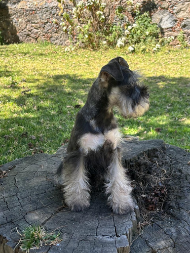 Schnauzer Miniatura Syp